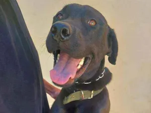 Cachorro raça Labradora idade 1 ano nome Maya