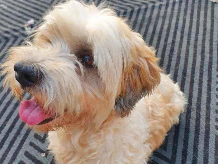 Cachorro raça Mix poodle idade 2 anos nome Calvin