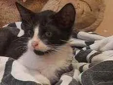 Gato raça Srd idade 2 a 6 meses nome Nick