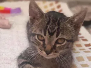 Gato raça Srd idade 2 a 6 meses nome Bartô 