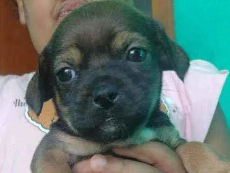 Cachorro ra a Vira lata misturados  idade Abaixo de 2 meses nome Não tem nomes 