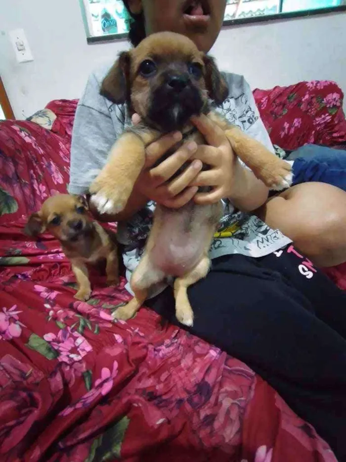 Cachorro ra a Vira lata misturados  idade Abaixo de 2 meses nome Não tem nomes 