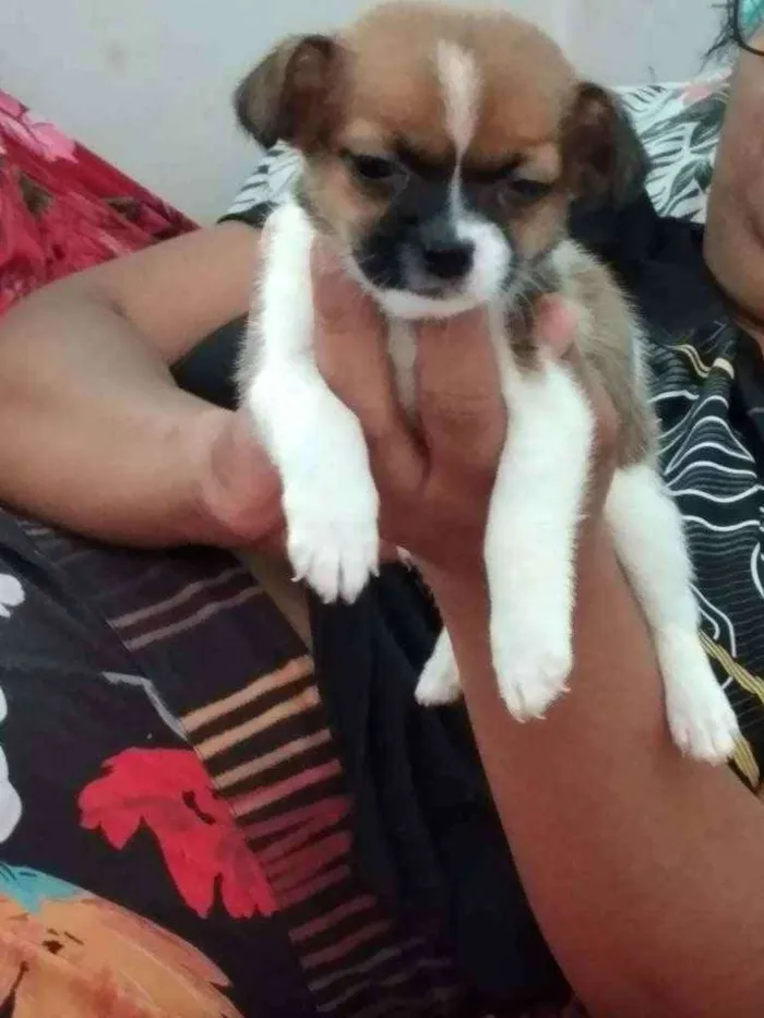 Cachorro ra a Vira lata misturados  idade Abaixo de 2 meses nome Não tem nomes 