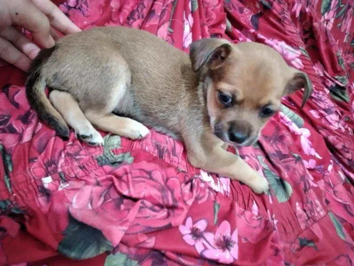 Cachorro ra a Vira lata misturados  idade Abaixo de 2 meses nome Não tem nomes 