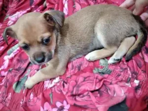 Cachorro raça Vira lata misturados  idade Abaixo de 2 meses nome Não tem nomes 