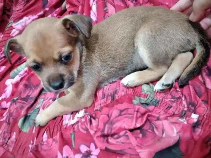 Cachorro ra a Vira lata misturados  idade Abaixo de 2 meses nome Não tem nomes 