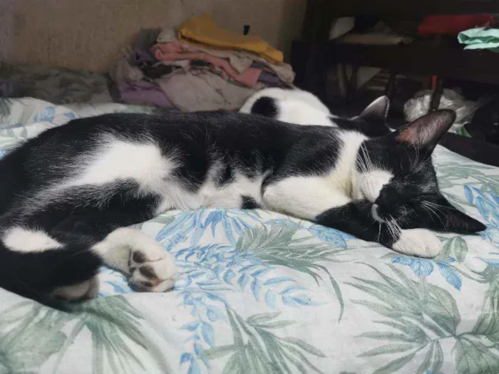 Gato raça Sem raça definida  idade 2 a 6 meses nome Tiquinho CASTRADO
