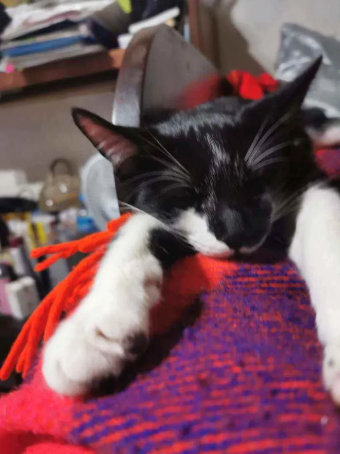 Gato raça Sem raça definida  idade 2 a 6 meses nome Tiquinho CASTRADO