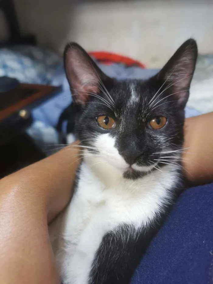 Gato raça Sem raça definida  idade 2 a 6 meses nome Tiquinho CASTRADO