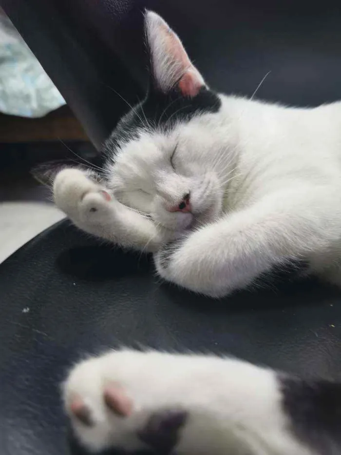 Gato raça Sem raça definida  idade 2 a 6 meses nome Bibelozinha CASTRADA