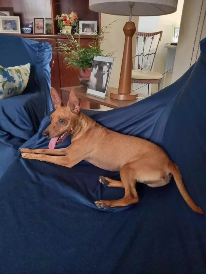 Cachorro ra a Pincher idade 1 ano nome Godofredo