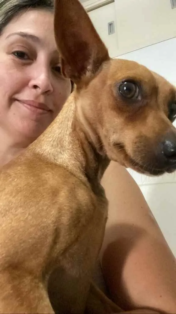 Cachorro ra a Pincher idade 1 ano nome Godofredo