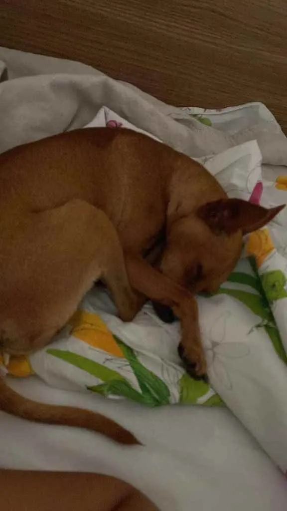 Cachorro ra a Pincher idade 1 ano nome Godofredo