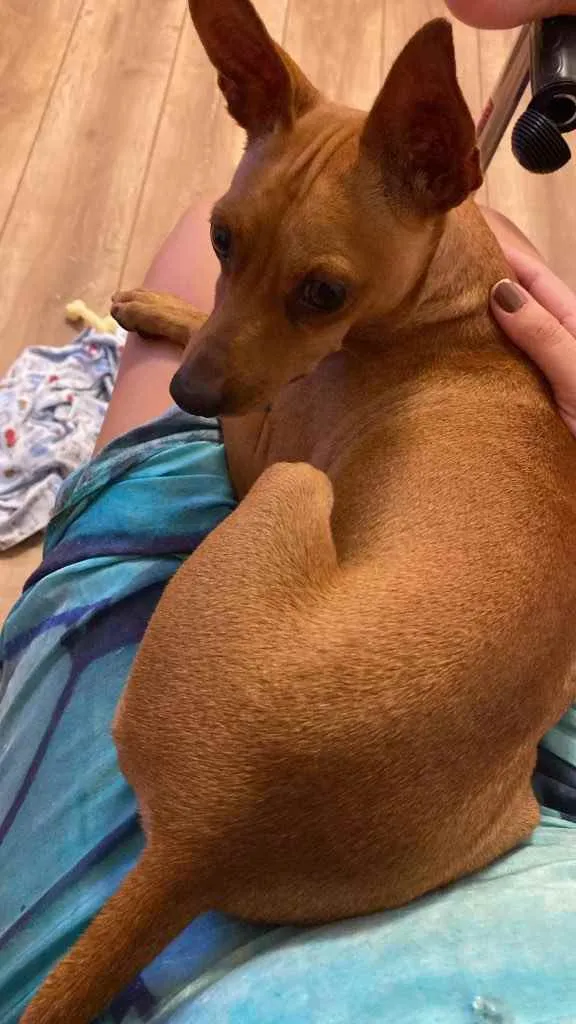 Cachorro ra a Pincher idade 1 ano nome Godofredo