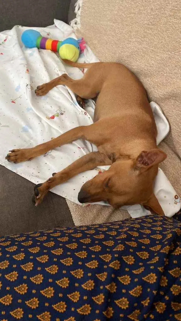 Cachorro ra a Pincher idade 1 ano nome Godofredo