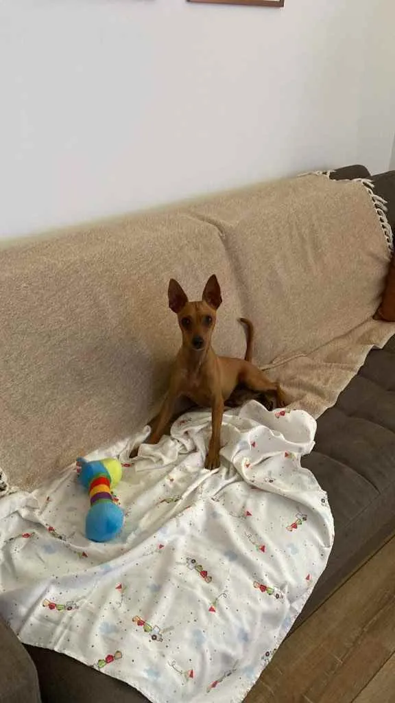 Cachorro ra a Pincher idade 1 ano nome Godofredo