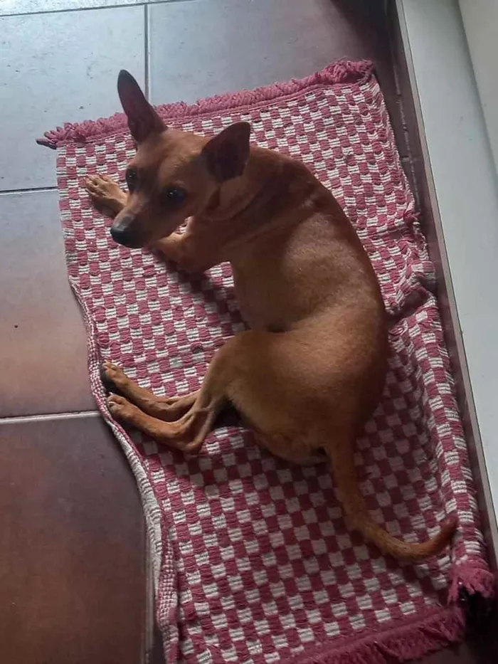 Cachorro ra a Pincher idade 1 ano nome Godofredo