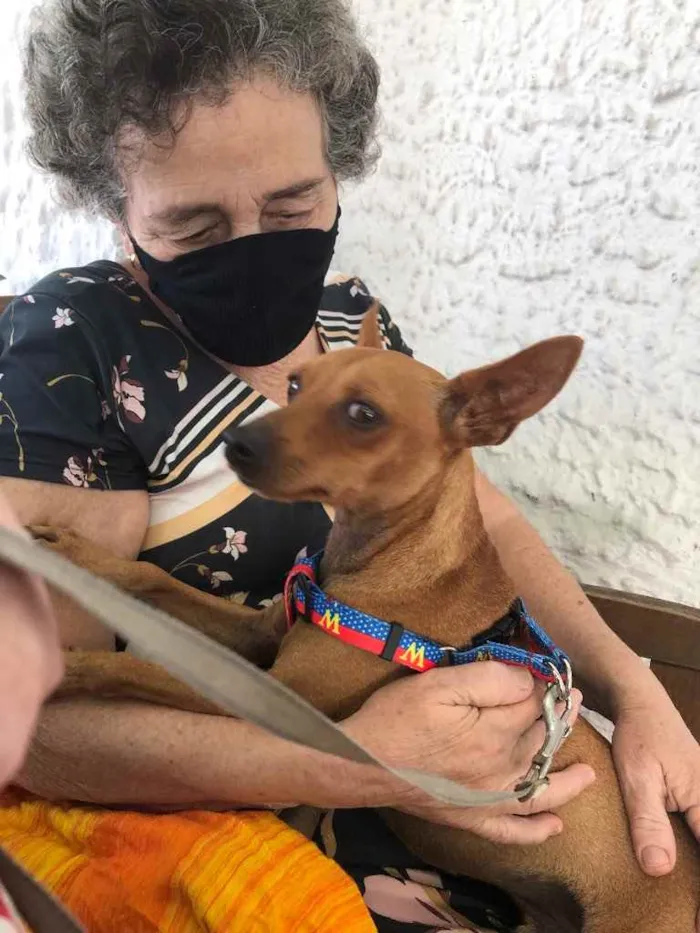 Cachorro ra a Pincher idade 1 ano nome Godofredo