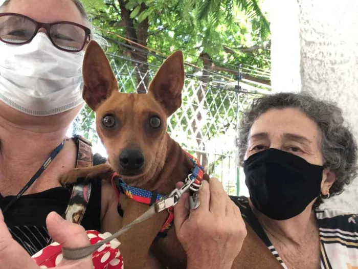 Cachorro ra a Pincher idade 1 ano nome Godofredo
