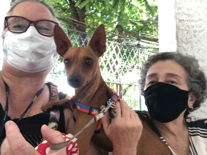 Cachorro ra a Pincher idade 1 ano nome Godofredo