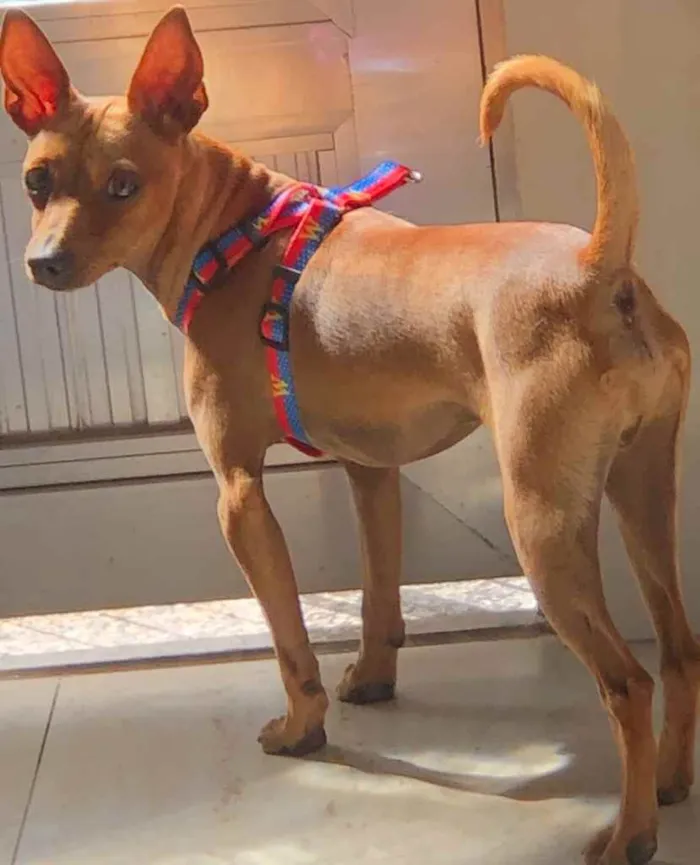 Cachorro ra a Pincher idade 1 ano nome Godofredo