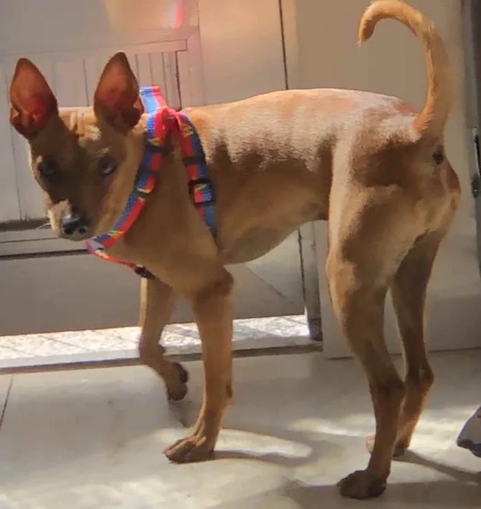 Cachorro ra a Pincher idade 1 ano nome Godofredo