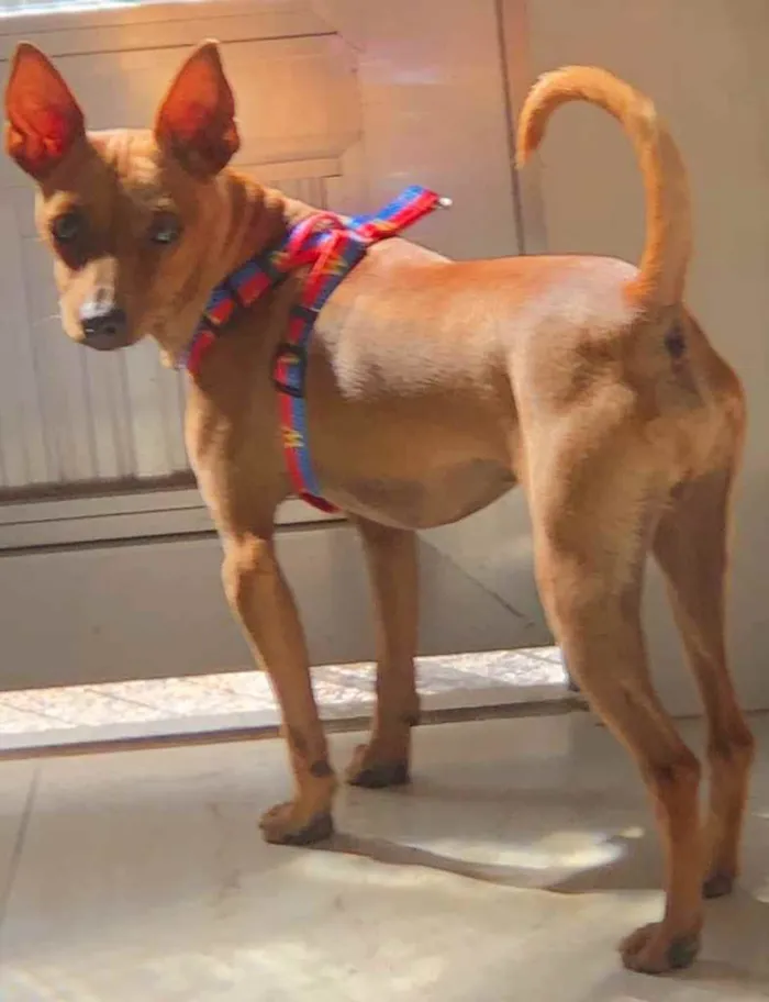 Cachorro ra a Pincher idade 1 ano nome Godofredo