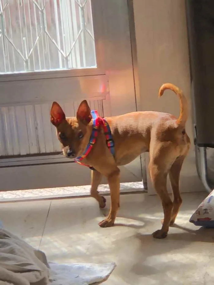 Cachorro ra a Pincher idade 1 ano nome Godofredo