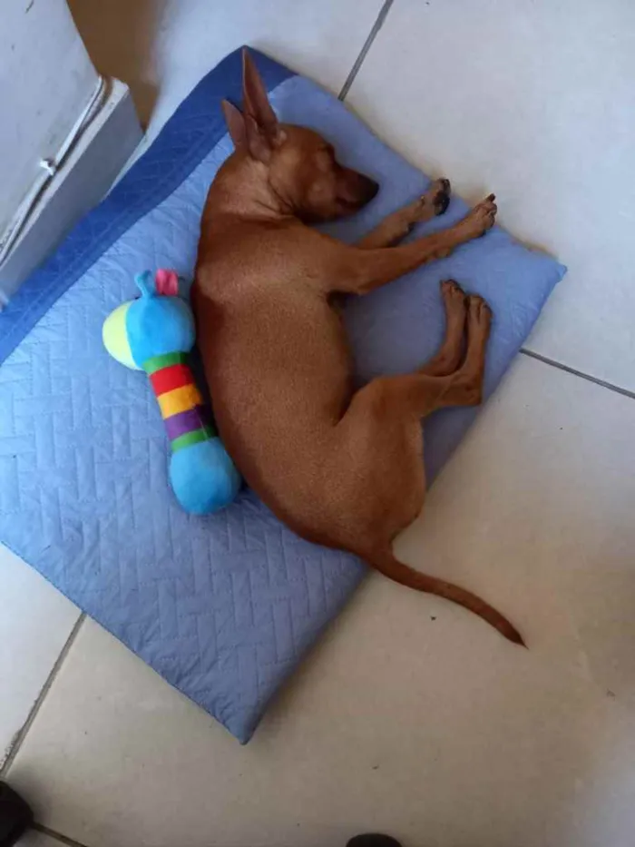 Cachorro ra a Pincher idade 1 ano nome Godofredo