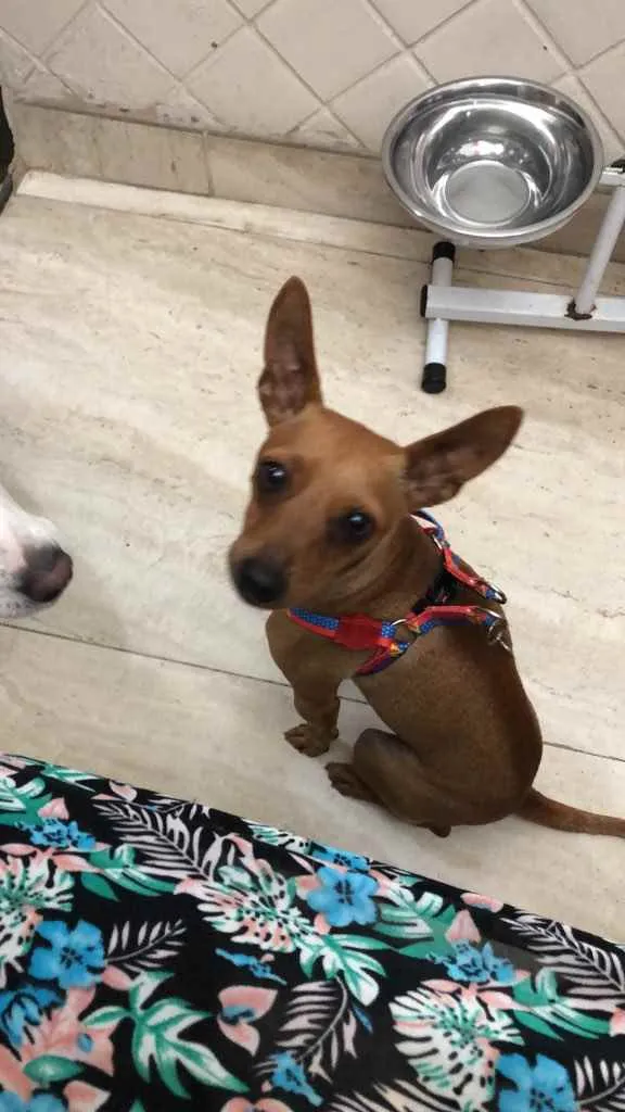 Cachorro ra a Pincher idade 1 ano nome Godofredo