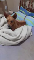 Godofredo