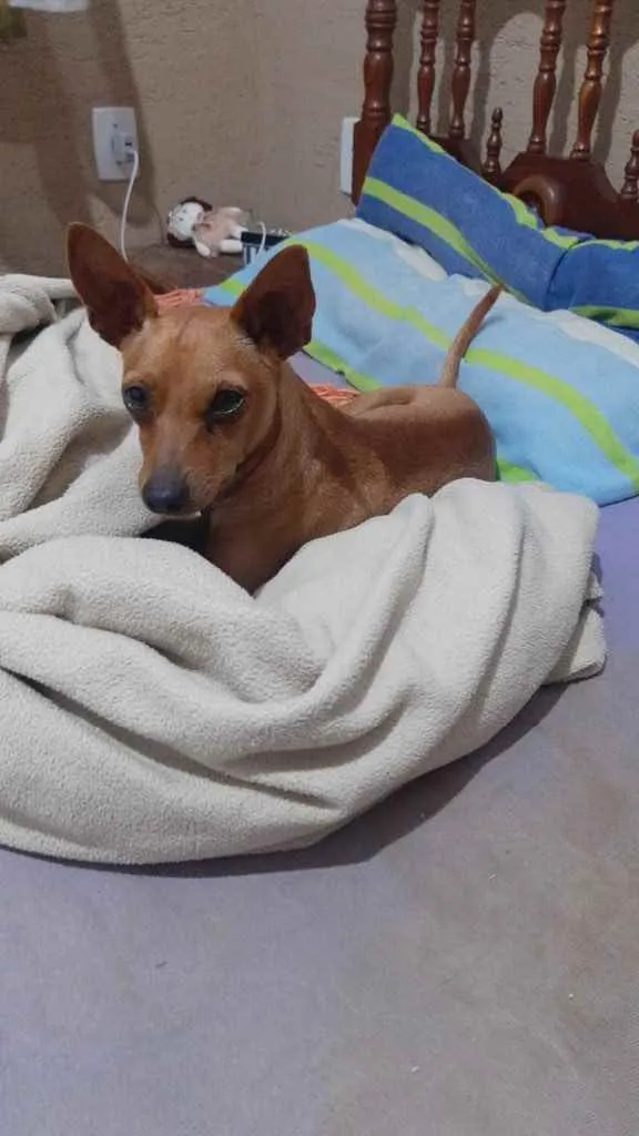 Cachorro ra a Pincher idade 1 ano nome Godofredo