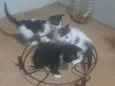 Gatinhos