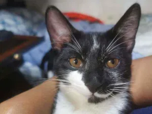 Gato raça Sem raça definida  idade 2 a 6 meses nome Tiquinho CASTRADO