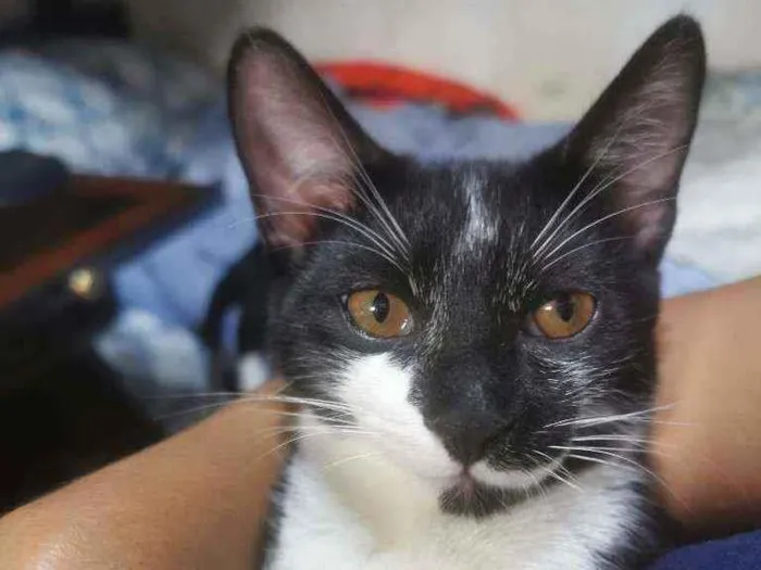 Gato raça Sem raça definida  idade 2 a 6 meses nome Tiquinho CASTRADO