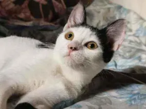 Gato raça Sem raça definida  idade 2 a 6 meses nome Bibelozinha CASTRADA