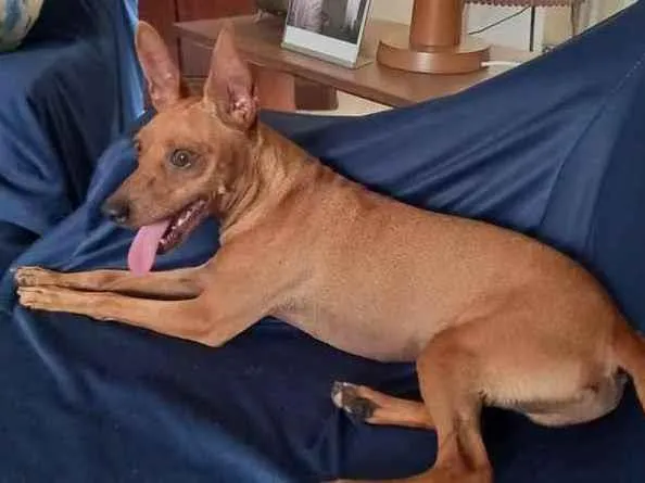 Cachorro ra a Pincher idade 1 ano nome Godofredo