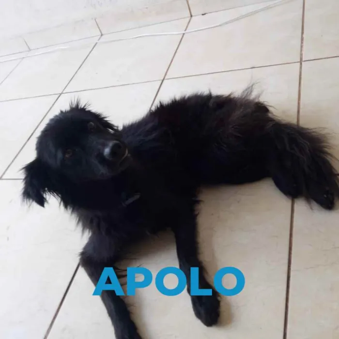 Cachorro ra a SRD idade 3 anos nome Apolo e Atena