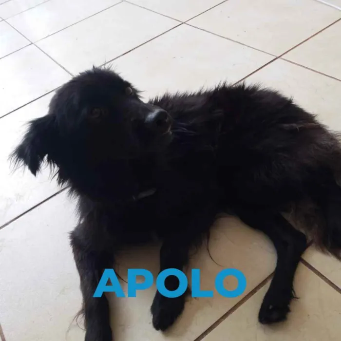 Cachorro ra a SRD idade 3 anos nome Apolo e Atena