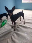 PITOKO 