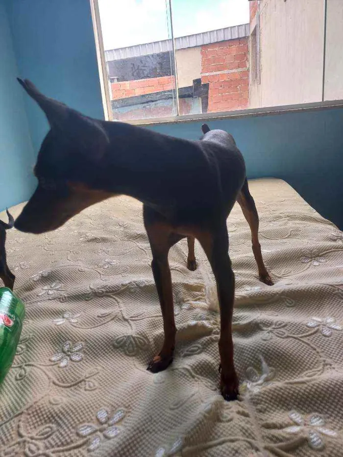 Cachorro ra a Pinscher idade 2 anos nome PITOKO 