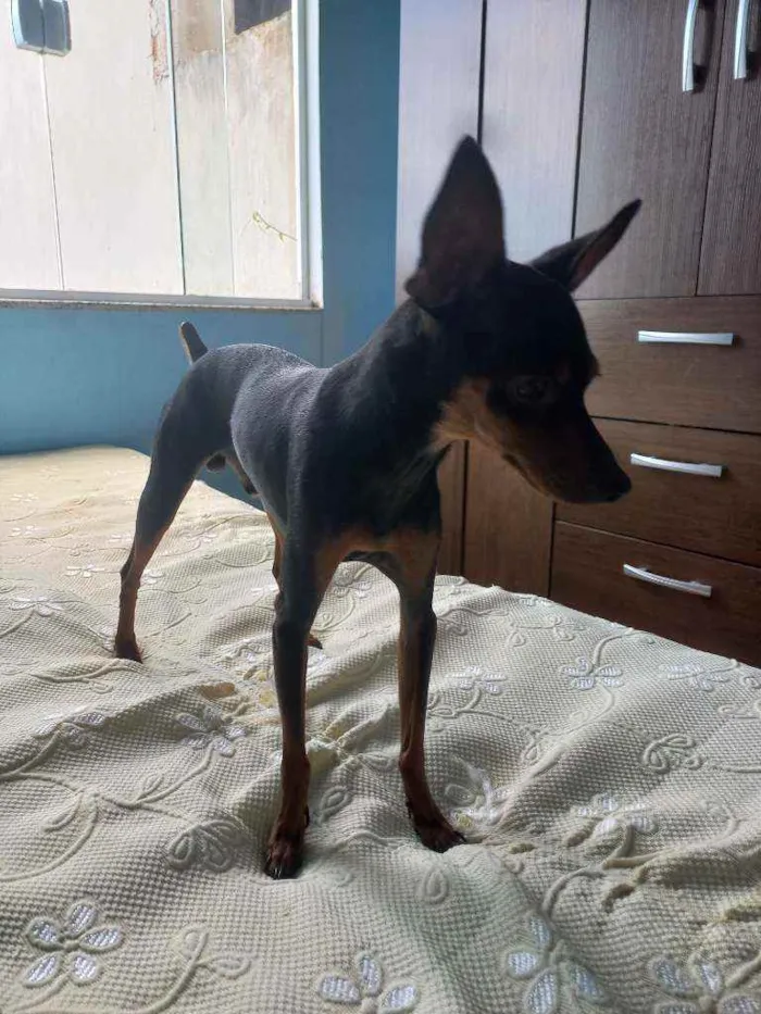 Cachorro ra a Pinscher idade 2 anos nome PITOKO 