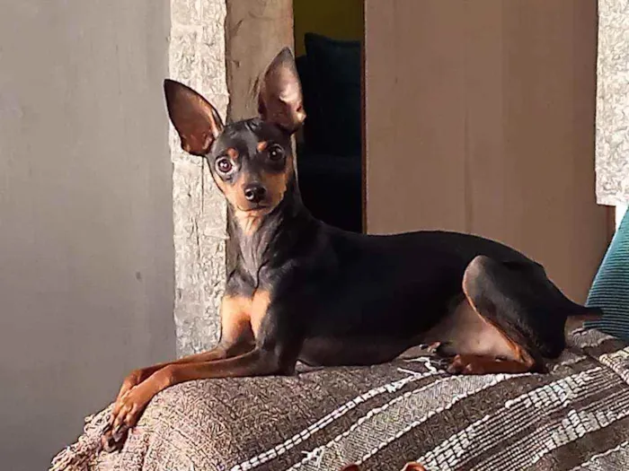 Cachorro ra a Pinscher idade 2 anos nome PITOKO 