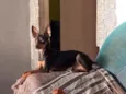 PITOKO 