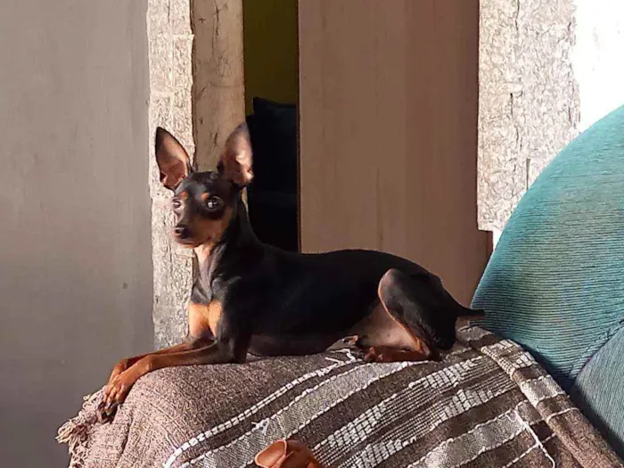 Cachorro ra a Pinscher idade 2 anos nome PITOKO 