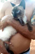 Marronito