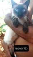 Marronito
