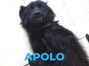 Cachorro raça SRD idade 3 anos nome Apolo e Atena