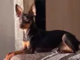 PITOKO 