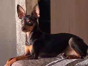 Cachorro raça Pinscher idade 2 anos nome PITOKO 